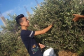 Boy picking olives as part of Access community service