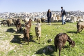 Spring 2017 students on the northern excursion encounter goats!