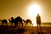 A student with camels on the beach