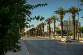 A quiet street in Tunis is lined with palm trees.