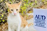 A white and orange cat sits next to a small banner for AUD: American University of Dubai