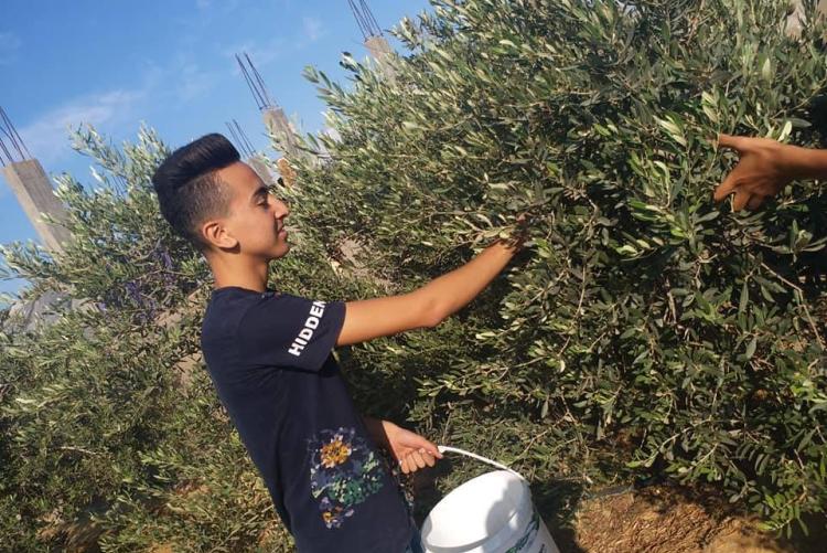 Boy picking olives as part of Access community service